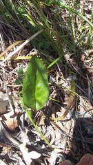 Arum elongatum
