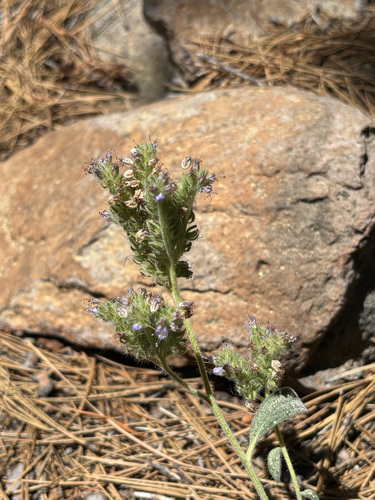 iNaturalist observation photo of Scorpionweeds
