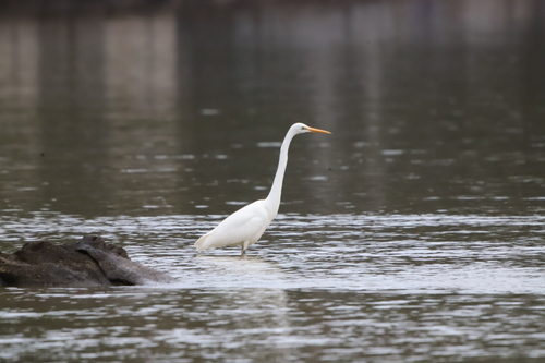 Eastern Great Egret