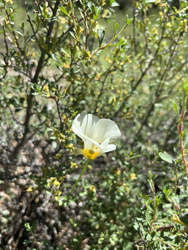 iNaturalist observation photo of Leichtlin's Mariposa Lily