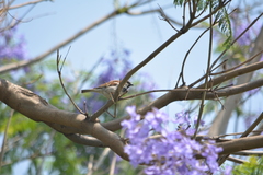 Passer domesticus