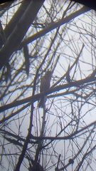 Granatellus venustus