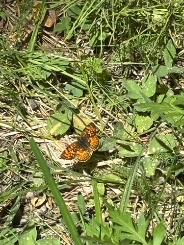 iNaturalist observation photo of Checkerspots