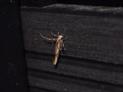 Stathmopoda stimulata