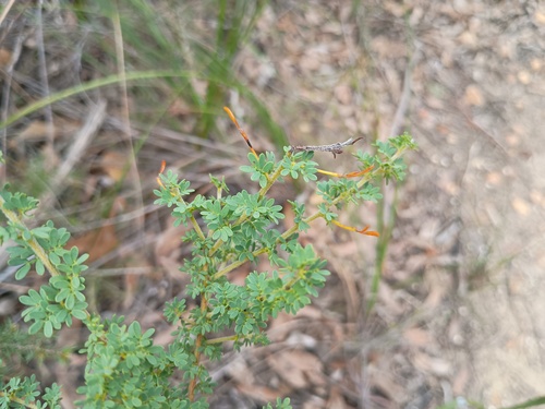 Acacia mitchellii, photograph 2