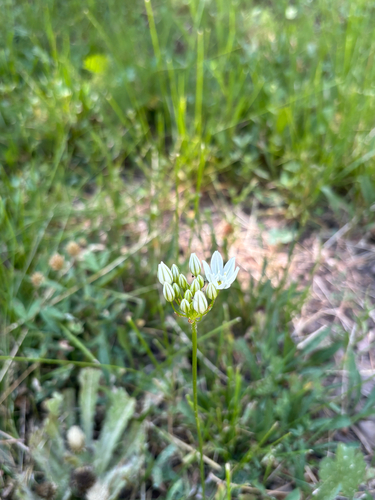 iNaturalist observation photo of white brodiaea