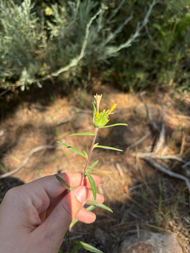 iNaturalist observation photo of grand collomia