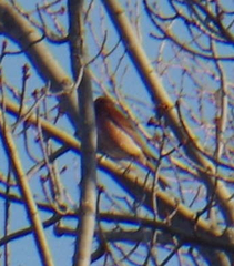 Haemorhous purpureus