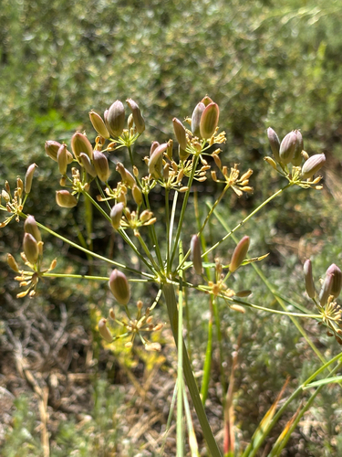 iNaturalist observation photo of Biscuitroots