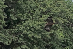 Black Kite