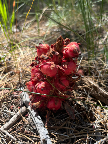 iNaturalist observation photo of Snowplant