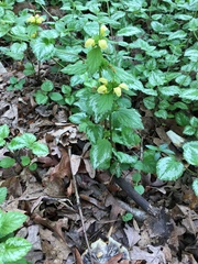 Lamium galeobdolon argentatum