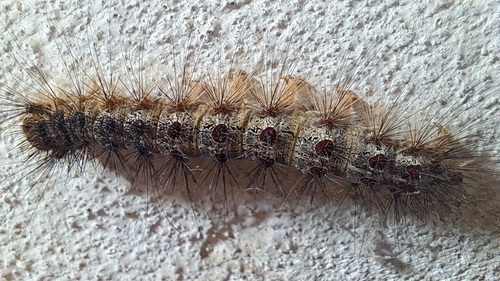 Spongy Moth