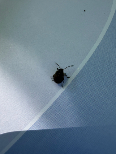 Mottled Stink Bug