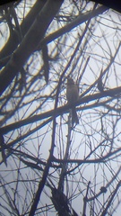 Granatellus venustus