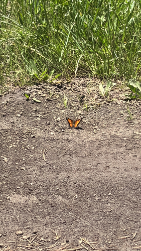 iNaturalist observation photo of California Tortoiseshell