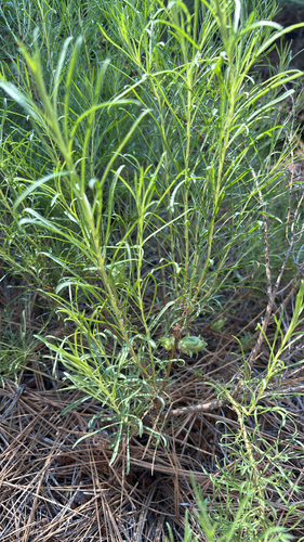 iNaturalist observation photo of Bloomer's goldenbush