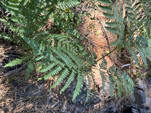 iNaturalist observation photo of common bracken