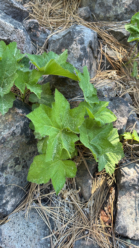 iNaturalist observation photo of Dicots