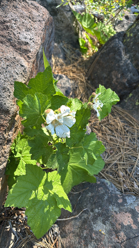 iNaturalist observation photo of thimbleberry