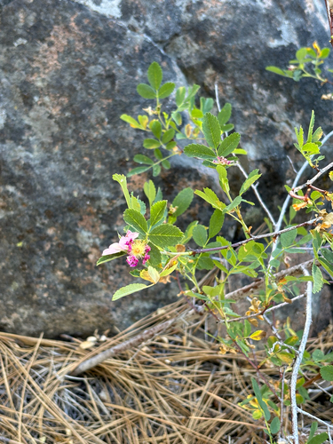 iNaturalist observation photo of mountain pink currant