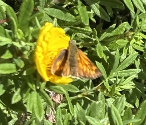 Large Skipper