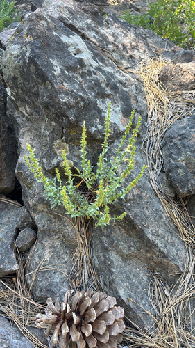 iNaturalist observation photo of Hot Rock Penstemon