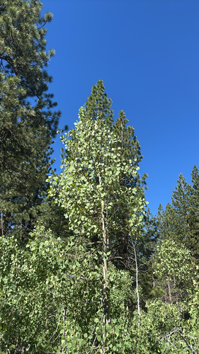 iNaturalist observation photo of quaking aspen