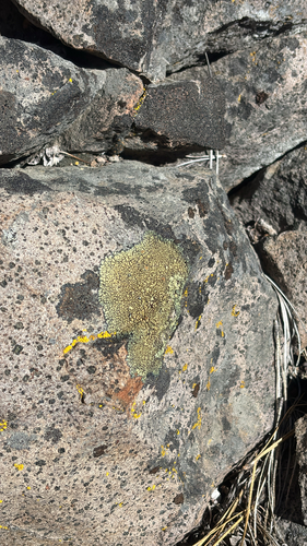iNaturalist observation photo of Shield Lichens, Sunburst Lichens, Rosette Lichens, and Allies