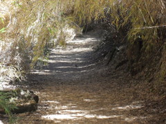 Scelorchilus rubecula