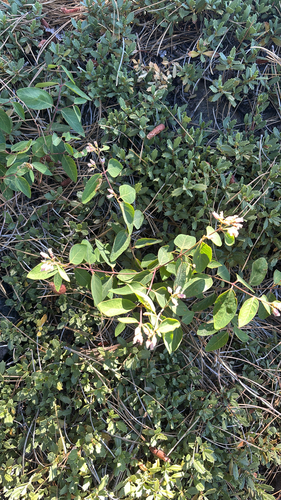 iNaturalist observation photo of spreading dogbane
