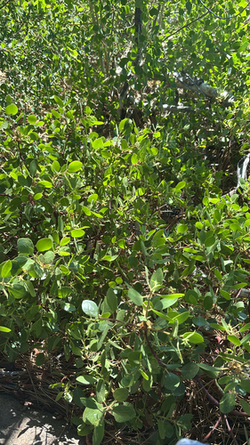 iNaturalist observation photo of greenleaf manzanita