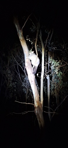 Eastern Brush-tailed Possum