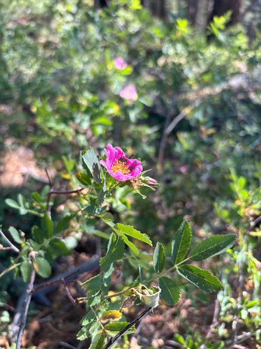 iNaturalist observation photo of Woods' rose