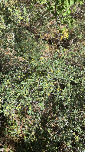 iNaturalist observation photo of Antelope Bitterbrush