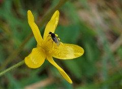 Diptera