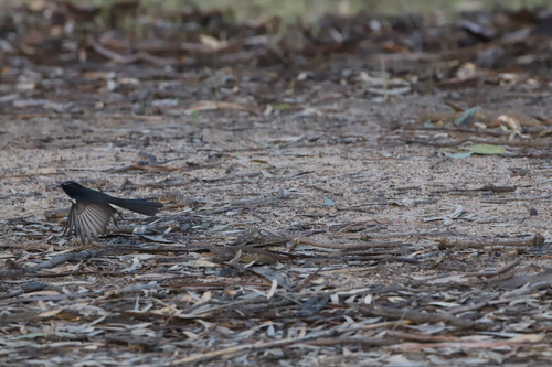 Willie Wagtail