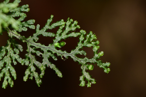 Hymenophyllum denticulatum observed 2026-06-22