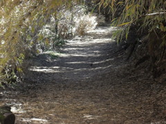 Scelorchilus rubecula