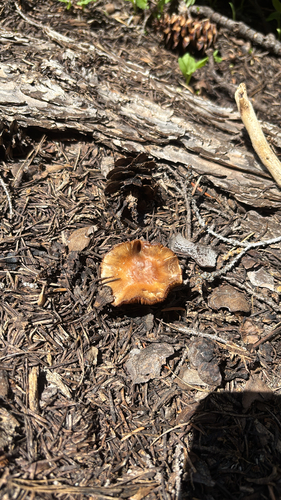 iNaturalist observation photo of Common Gilled Mushrooms and Allies
