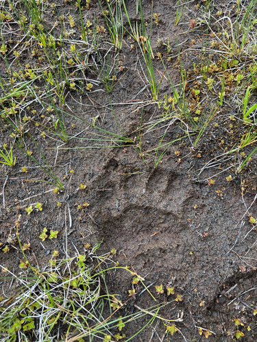 iNaturalist observation photo of American Black Bear