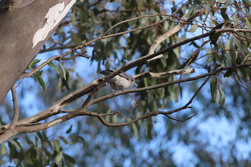 Gray Shrikethrush