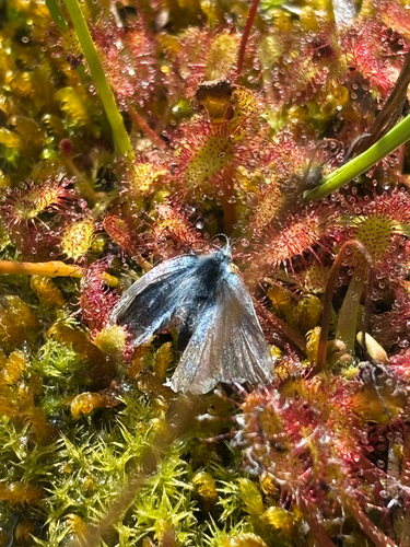 iNaturalist observation photo of Sierra Blue
