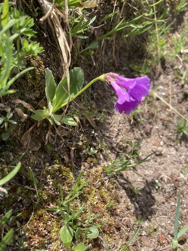 Primula latifolia, photograph 5