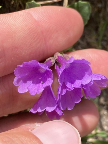 Primula latifolia, photograph 6