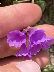 Primula latifolia, photograph (c) Antoine MARNAT, some rights reserved (CC BY)