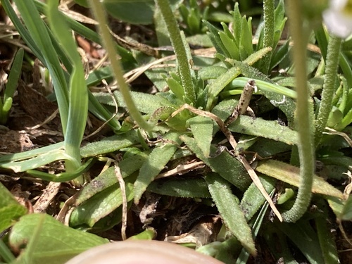 Androsace adfinis, photograph 5