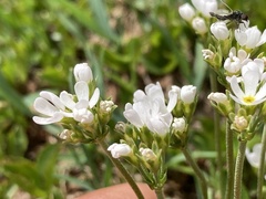 Androsace adfinis, photograph (c) Antoine MARNAT, some rights reserved (CC BY)