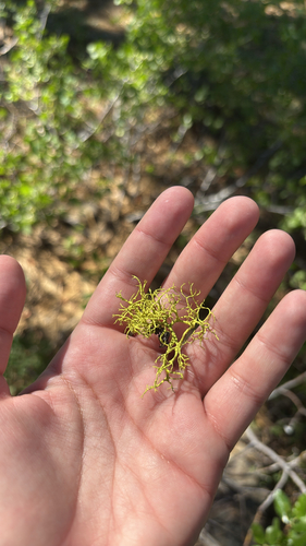 iNaturalist observation photo of wolf lichen
