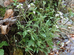 Arabidopsis arenosa arenosa